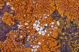 Acarospora stapfiana image