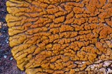 Caloplaca trachyphylla image