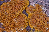 Caloplaca trachyphylla image