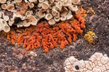 Xanthoria elegans image