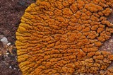 Caloplaca trachyphylla image