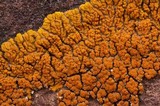 Caloplaca trachyphylla image