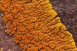 Caloplaca trachyphylla image