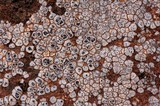 Acarospora strigata image