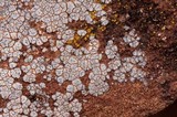 Acarospora strigata image
