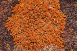 Xanthoria elegans image