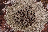 Lecanora argopholis image