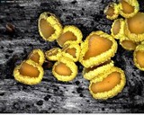 Lachnellula flavovirens image