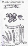 Lachnellula flavovirens image