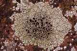 Lecanora argopholis image