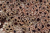 Lecanora argopholis image