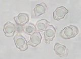 Entoloma pallens image