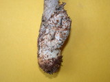 Amanita constricta image