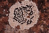 Lecidea tessellata image