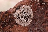 Lecidea tessellata image