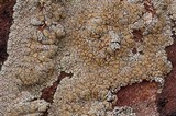 Lecanora garovaglii image