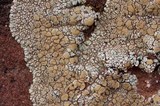 Lecanora garovaglii image