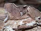 Trichaptum abietinum image