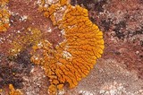 Caloplaca trachyphylla image