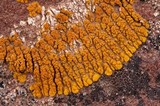 Caloplaca trachyphylla image