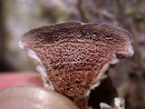 Trichaptum abietinum image