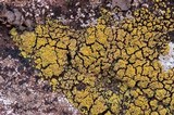 Candelariella rosulans image