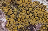 Candelariella rosulans image