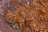 Xanthoria elegans image