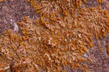 Xanthoria elegans image