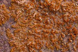 Xanthoria elegans image