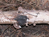 Trichaptum abietinum image
