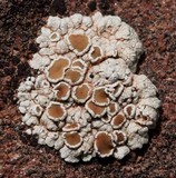 Rhizoplaca chrysoleuca image