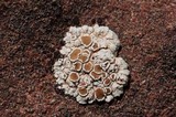 Rhizoplaca chrysoleuca image