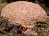 Fuligo septica image