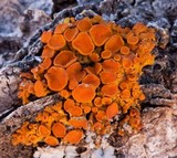 Xanthomendoza montana image