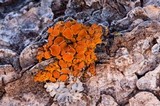 Xanthomendoza montana image