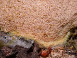 Fuligo septica image