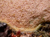 Fuligo septica image