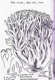 Ramaria velocimutans image