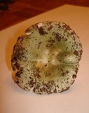 Russula parvovirescens image