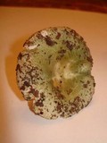 Russula parvovirescens image