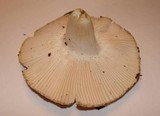 Russula parvovirescens image