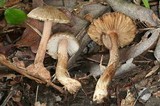 Inocybe rennyi image