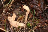 Clavariadelphus occidentalis image