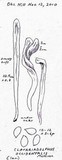 Clavariadelphus occidentalis image
