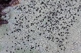 Dimelaena oreina image