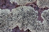 Dimelaena oreina image