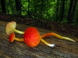 Hygrocybe miniata image