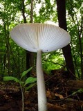 Amanita borealisorora image