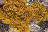 Candelina submexicana image